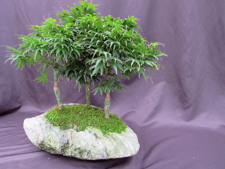 14 Year Old Mikawa Yatsubusa Japanese Maple Specimen Bonsai 3 Tree Forest Back Side