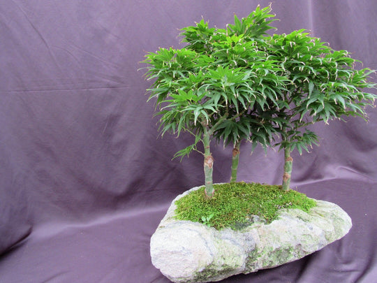 14 Year Old Mikawa Yatsubusa Japanese Maple Specimen Bonsai 3 Tree For