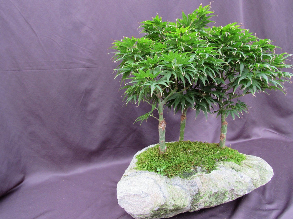 14 Year Old Mikawa Yatsubusa Japanese Maple Specimen Bonsai 3 Tree Forest Another Side