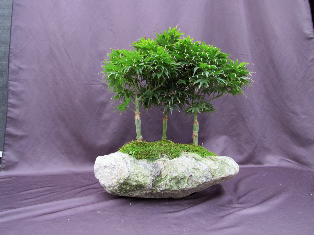 14 Year Old Mikawa Yatsubusa Japanese Maple Specimen Bonsai 3 Tree Forest Back Profile