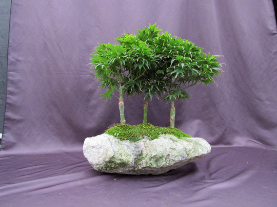 14 Year Old Mikawa Yatsubusa Japanese Maple Specimen Bonsai 3 Tree For