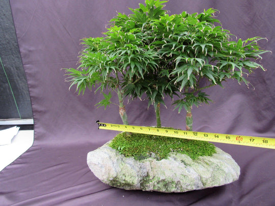 14 Year Old Mikawa Yatsubusa Japanese Maple Specimen Bonsai 3 Tree For