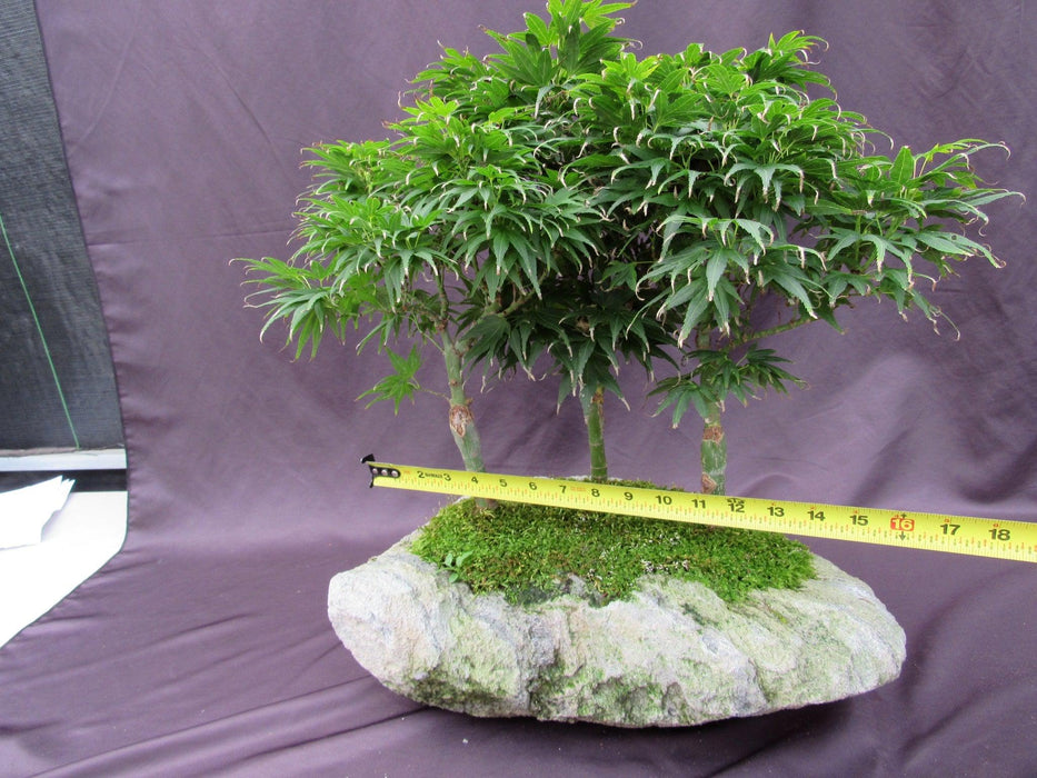 14 Year Old Mikawa Yatsubusa Japanese Maple Specimen Bonsai 3 Tree Forest Size