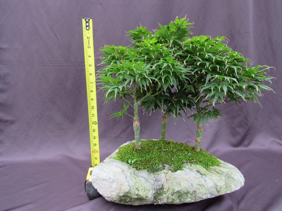 14 Year Old Mikawa Yatsubusa Japanese Maple Specimen Bonsai 3 Tree Forest Height