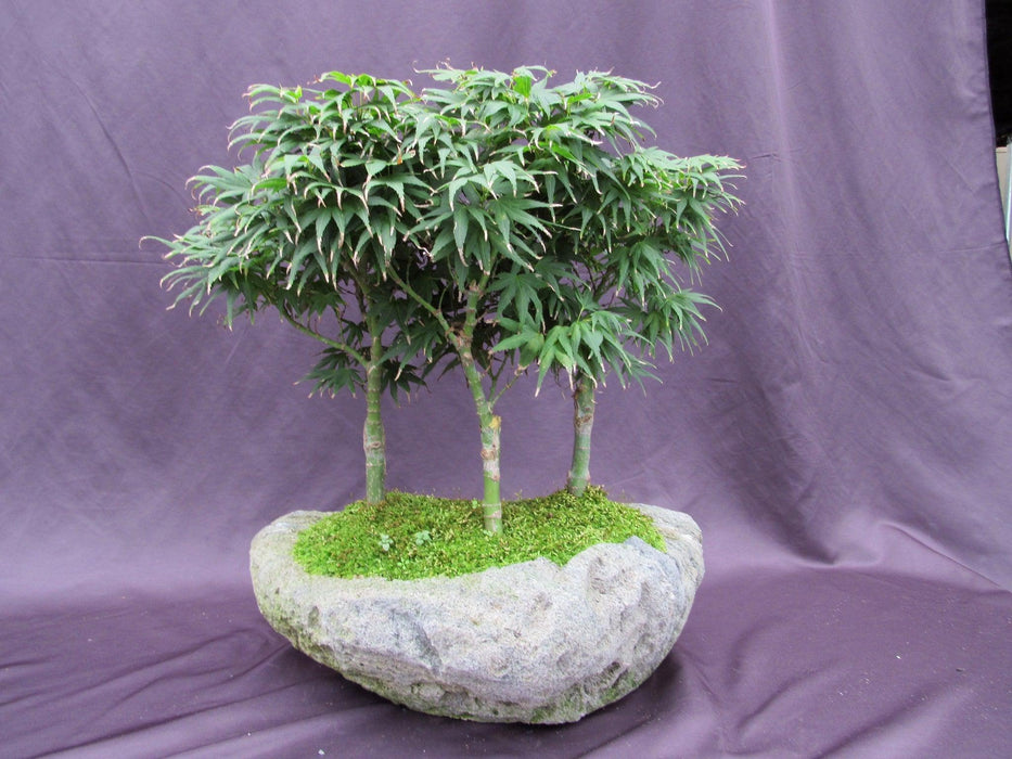 14 Year Old Mikawa Yatsubusa Japanese Maple Specimen Bonsai 3 Tree Forest Profile