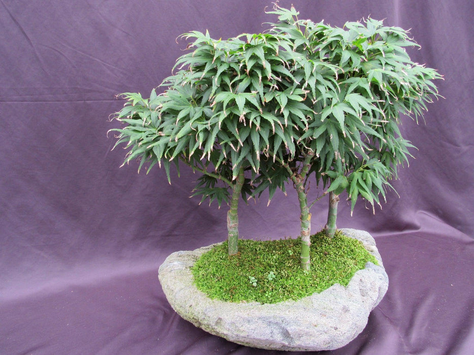 14 Year Old Mikawa Yatsubusa Japanese Maple Specimen Bonsai 3 Tree Forest Side