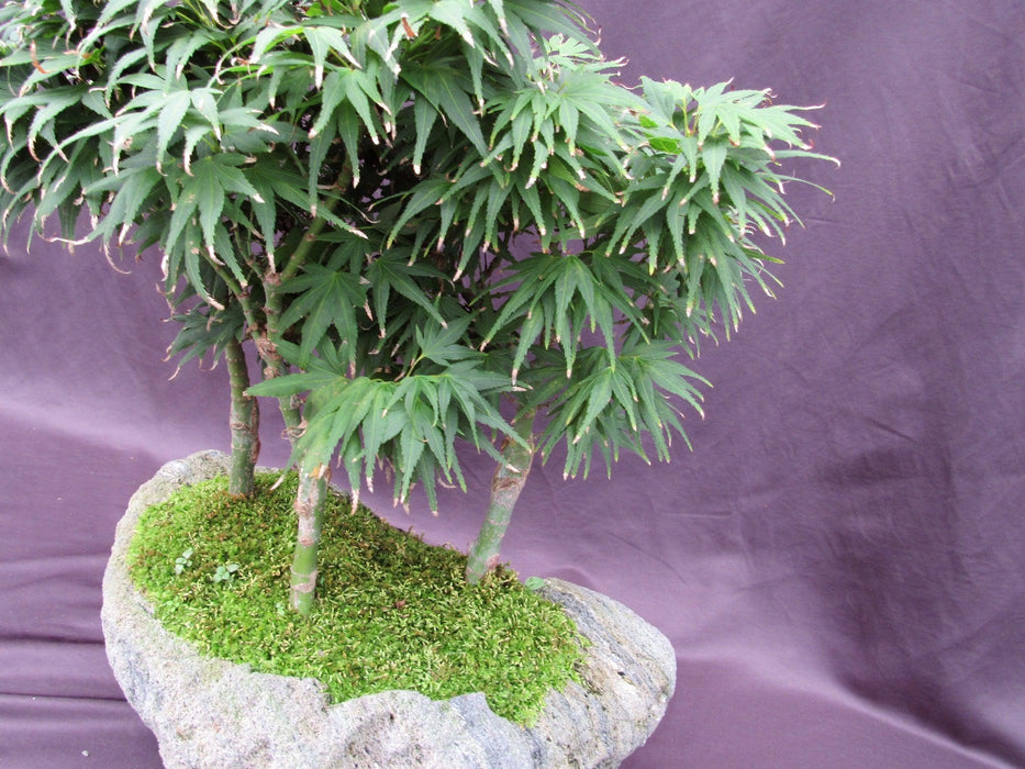 14 Year Old Mikawa Yatsubusa Japanese Maple Specimen Bonsai 3 Tree Forest Weak Side