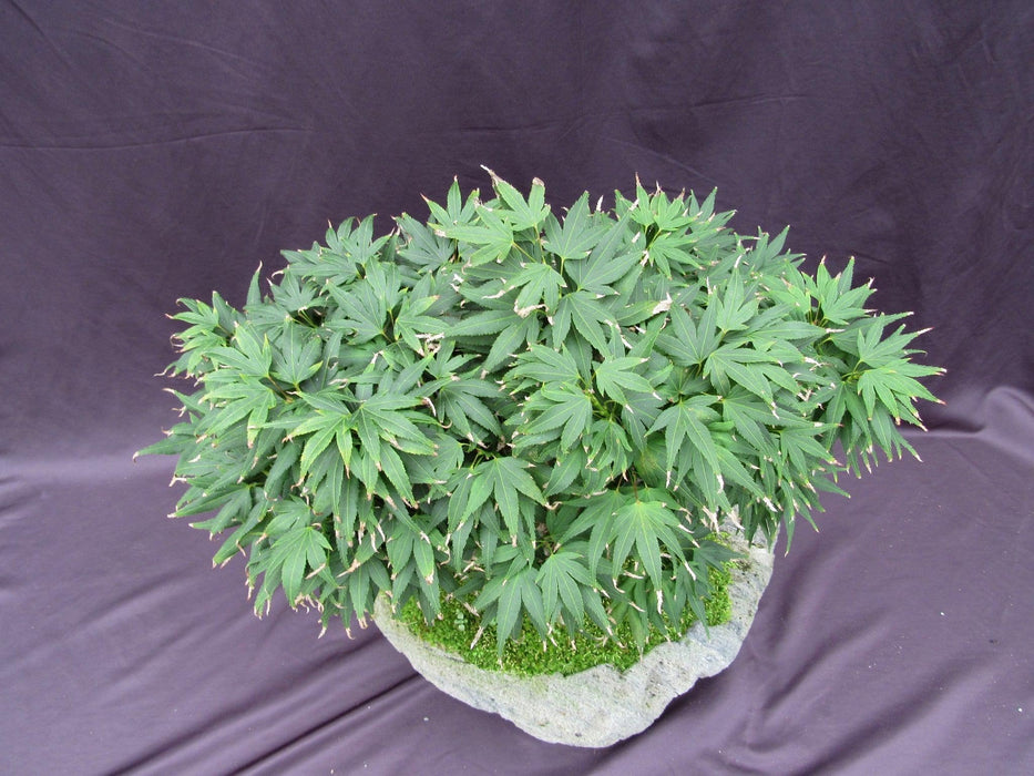 14 Year Old Mikawa Yatsubusa Japanese Maple Specimen Bonsai 3 Tree Forest Foliage