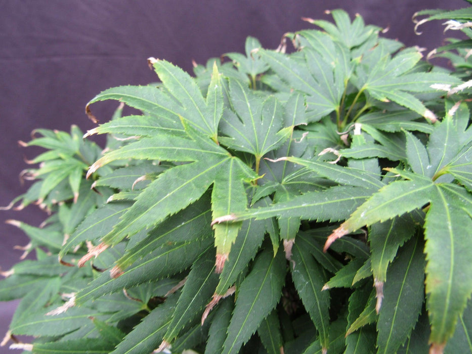 14 Year Old Mikawa Yatsubusa Japanese Maple Specimen Bonsai 3 Tree Forest Foliage