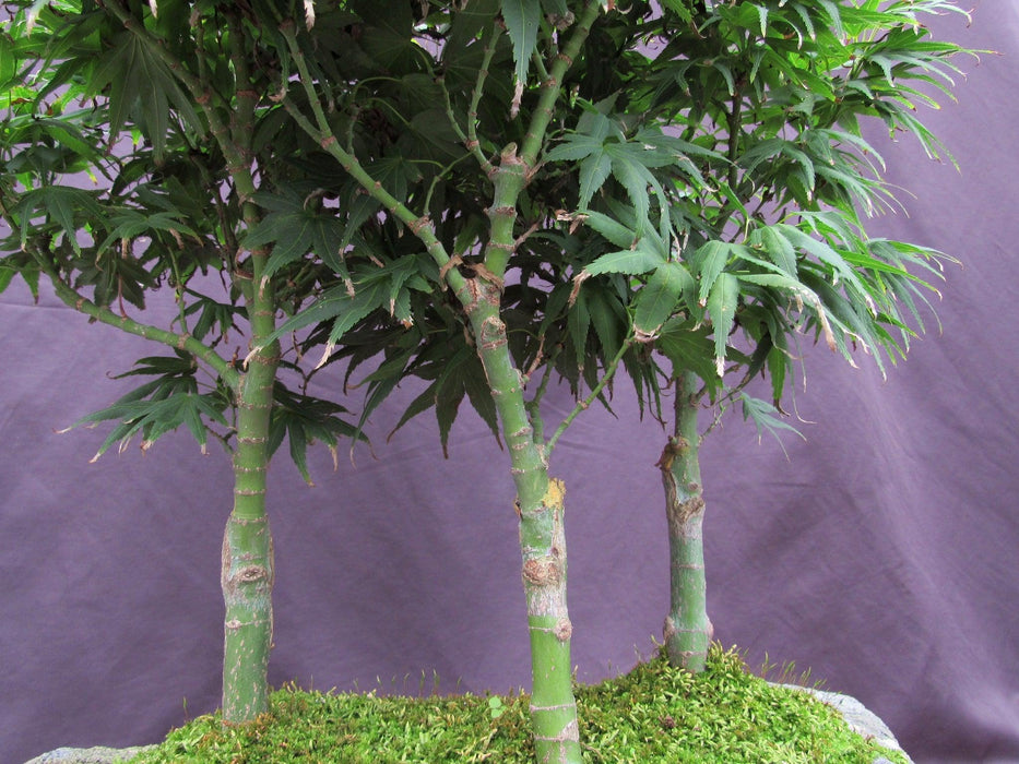 14 Year Old Mikawa Yatsubusa Japanese Maple Specimen Bonsai 3 Tree Forest Trunks