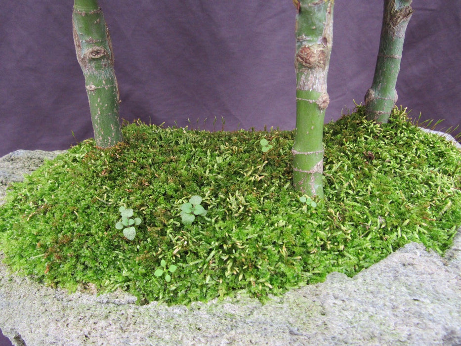 14 Year Old Mikawa Yatsubusa Japanese Maple Specimen Bonsai 3 Tree Forest Bark