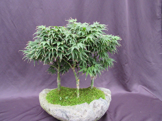 14 Year Old Mikawa Yatsubusa Japanese Maple Specimen Bonsai 3 Tree For