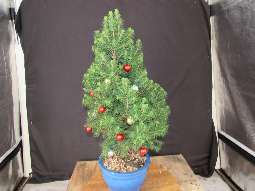 14 Year Old Dwarf Alberta Spruce Specimen Bonsai Christmas Tree - Back