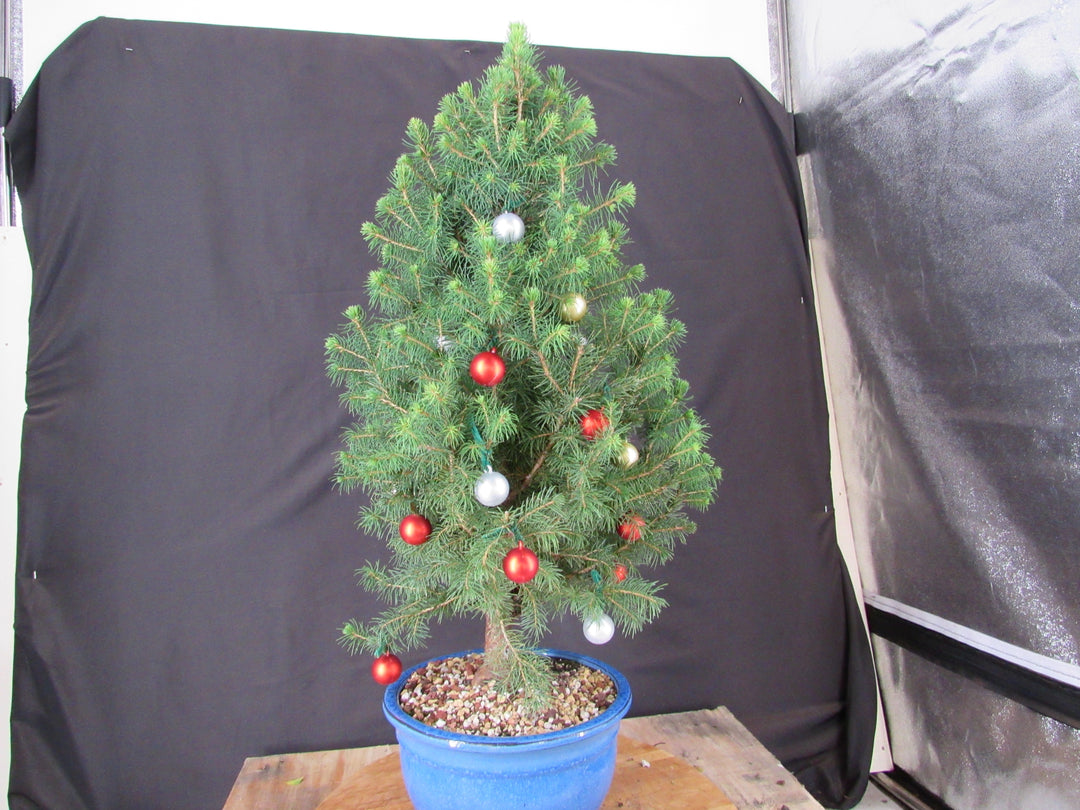14 Year Old Dwarf Alberta Spruce Specimen Bonsai Christmas Tree - Back Ornaments