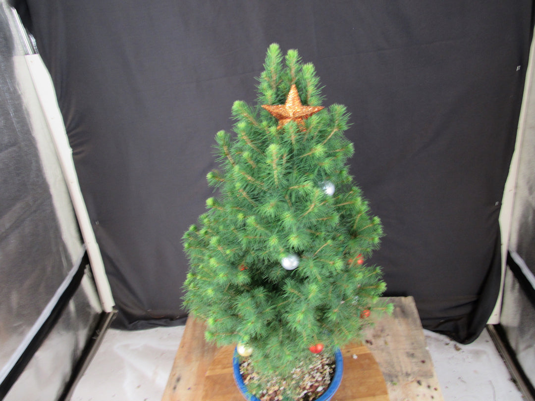14 Year Old Dwarf Alberta Spruce Specimen Bonsai Christmas Tree - Canopy