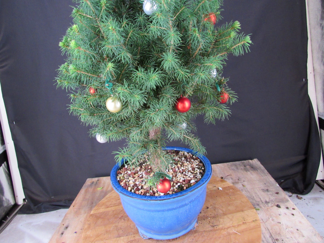 14 Year Old Dwarf Alberta Spruce Specimen Bonsai Christmas Tree - Foliage