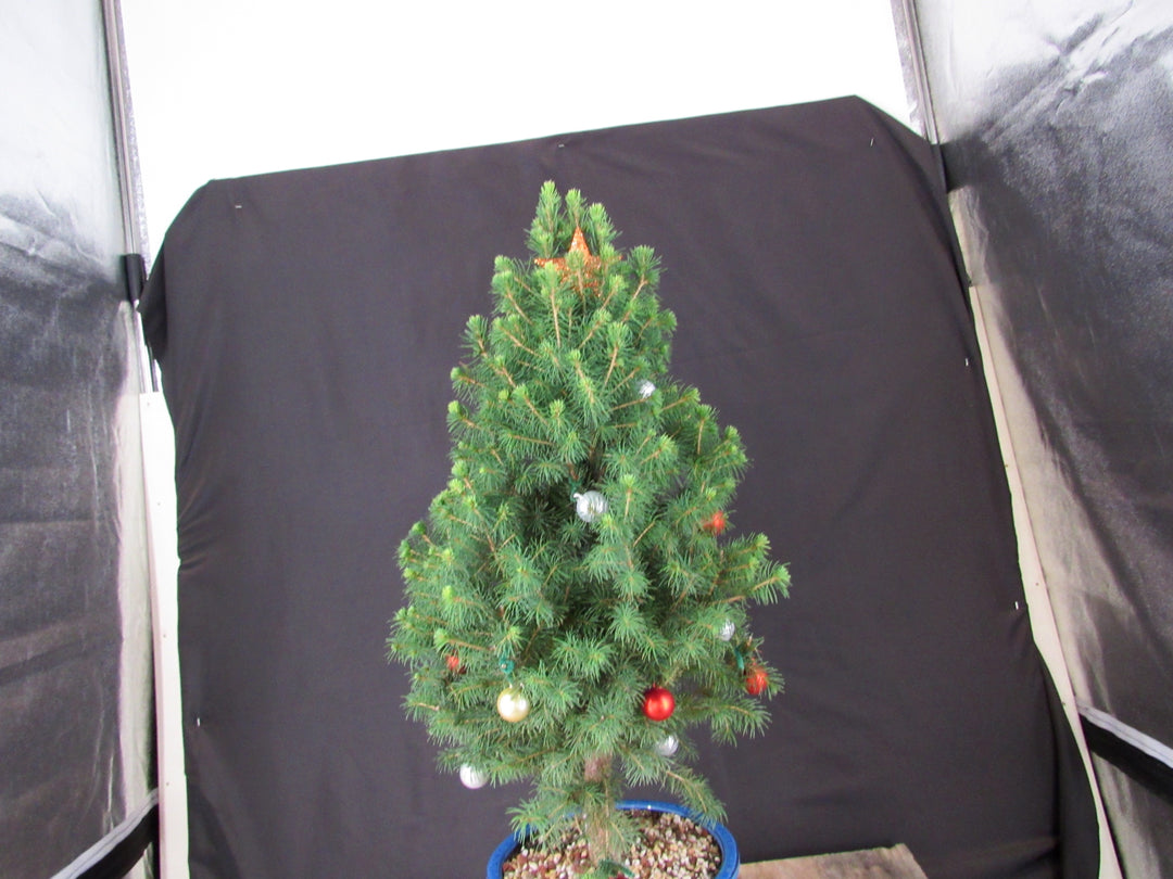 14 Year Old Dwarf Alberta Spruce Specimen Bonsai Christmas Tree - Front