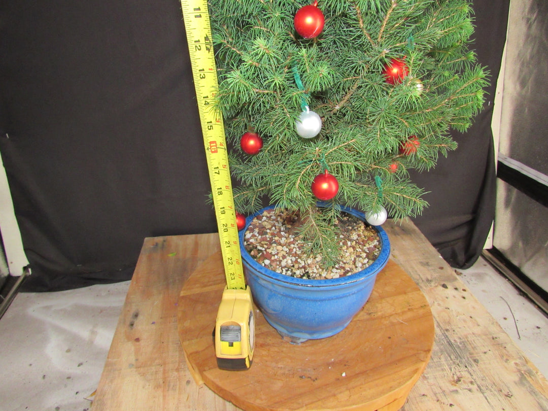 14 Year Old Dwarf Alberta Spruce Specimen Bonsai Christmas Tree - Height