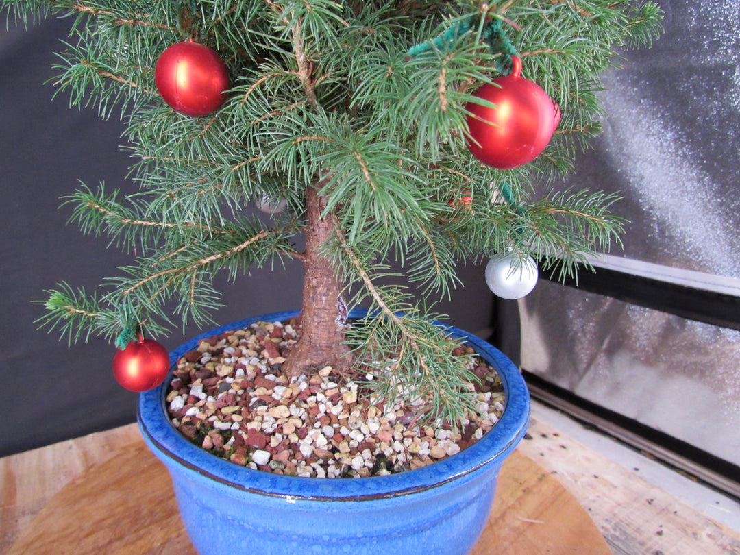 14 Year Old Dwarf Alberta Spruce Specimen Bonsai Christmas Tree - Ornaments