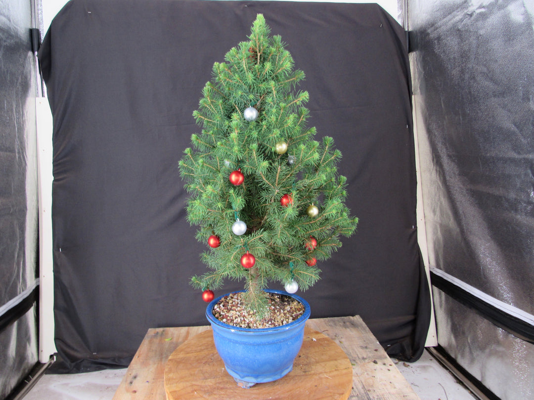 14 Year Old Dwarf Alberta Spruce Specimen Bonsai Christmas Tree - Profile