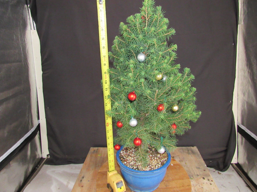 14 Year Old Dwarf Alberta Spruce Specimen Bonsai Christmas Tree - Size