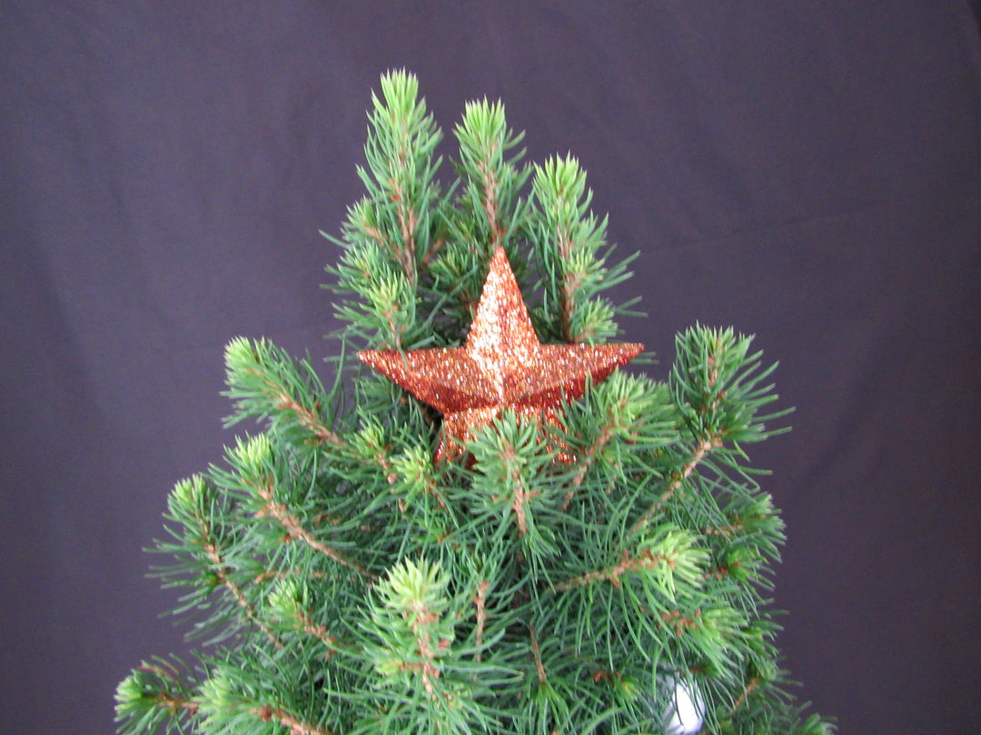 14 Year Old Dwarf Alberta Spruce Specimen Bonsai Christmas Tree - Star
