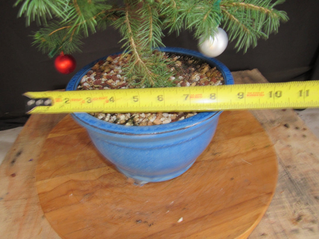 14 Year Old Dwarf Alberta Spruce Specimen Bonsai Christmas Tree - Width