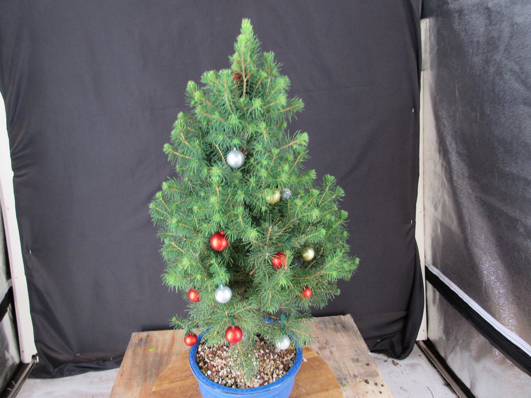 14 Year Old Dwarf Alberta Spruce Specimen Bonsai Christmas Tree