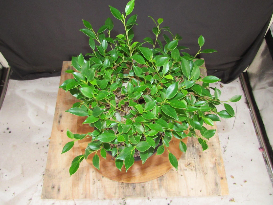 15 Year Ficus Retusa Specimen Root Over Rock Bonsai Tree - Birds Eye