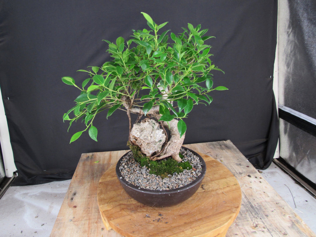 15 Year Ficus Retusa Specimen Root Over Rock Bonsai Tree - Back