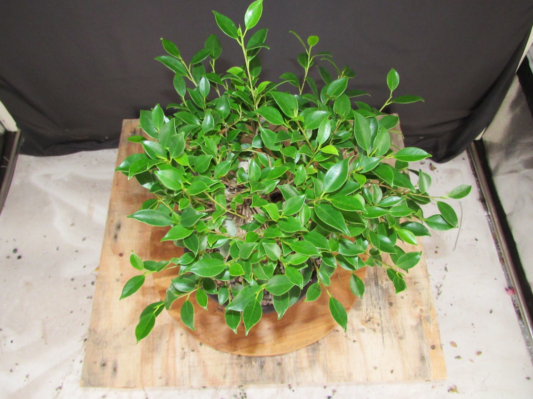 15 Year Ficus Retusa Specimen Root Over Rock Bonsai Tree - Birds Eye