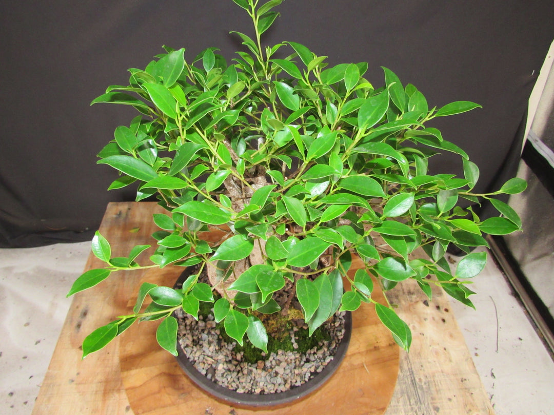 15 Year Ficus Retusa Specimen Root Over Rock Bonsai Tree - Canopy