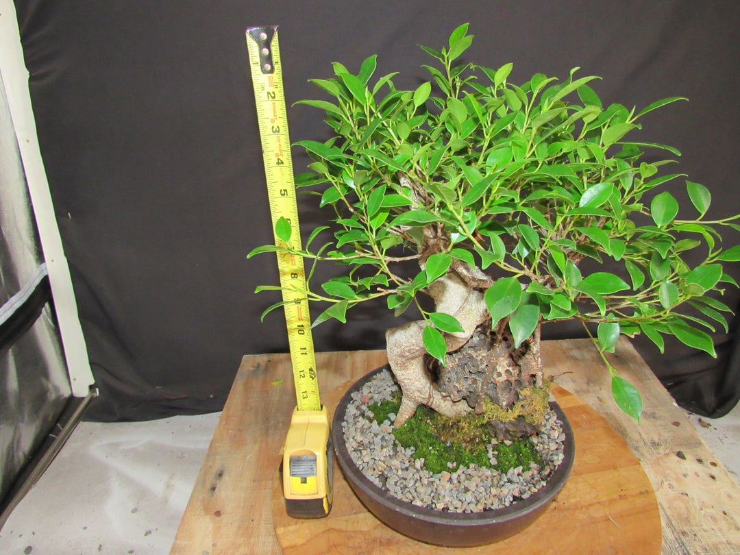 15 Year Ficus Retusa Specimen Root Over Rock Bonsai Tree - Height