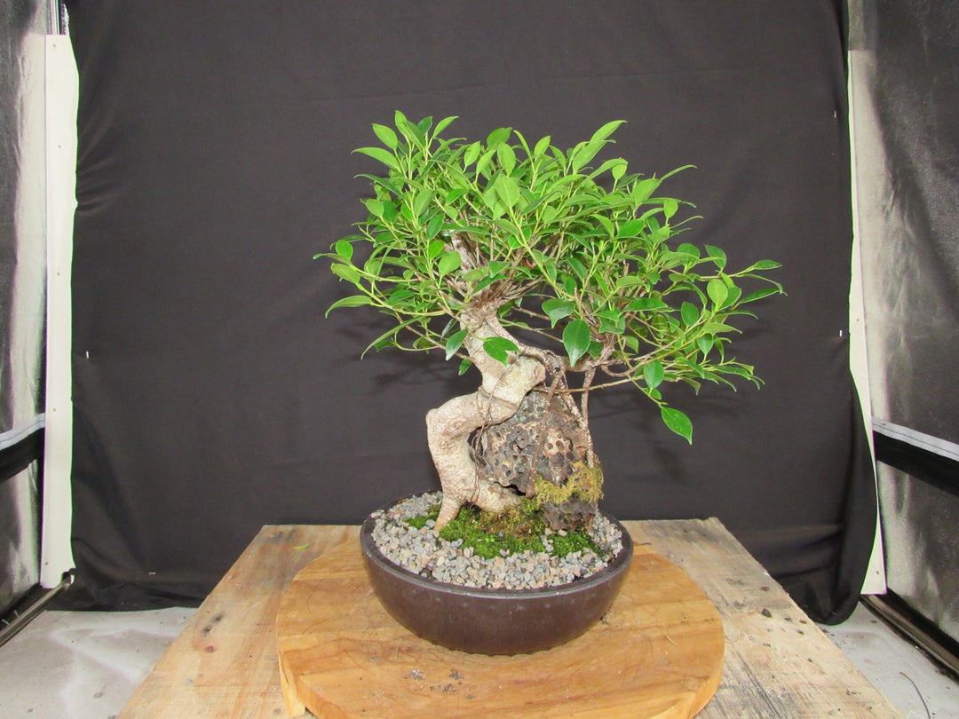 15 Year Ficus Retusa Specimen Root Over Rock Bonsai Tree - Profile
