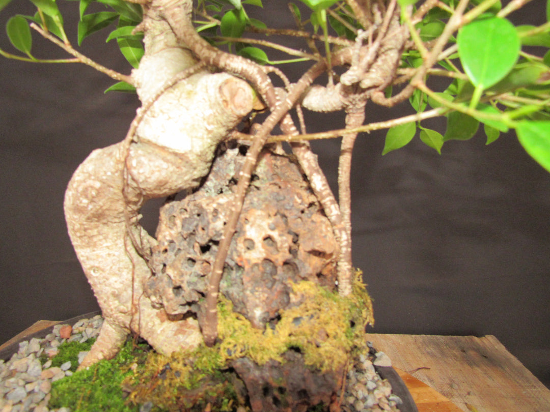 15 Year Ficus Retusa Specimen Root Over Rock Bonsai Tree - Rock