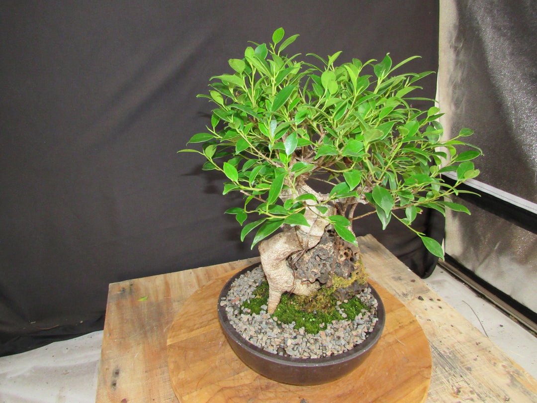 15 Year Ficus Retusa Specimen Root Over Rock Bonsai Tree - Side