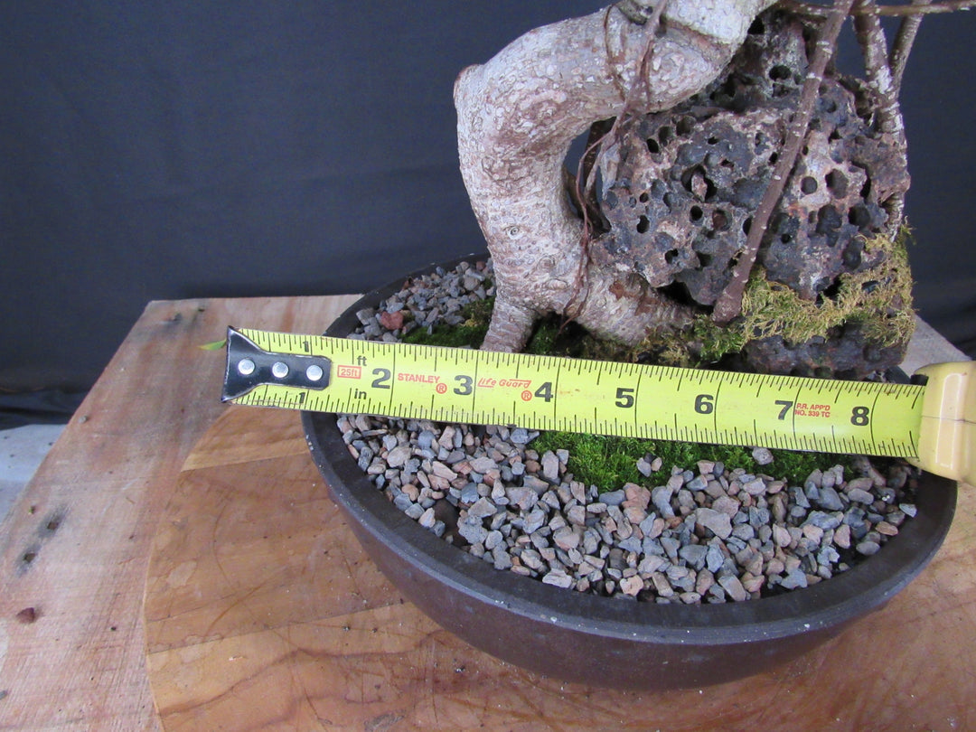 15 Year Ficus Retusa Specimen Root Over Rock Bonsai Tree - Size