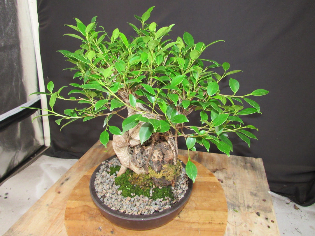 15 Year Ficus Retusa Specimen Root Over Rock Bonsai Tree - Soft Side