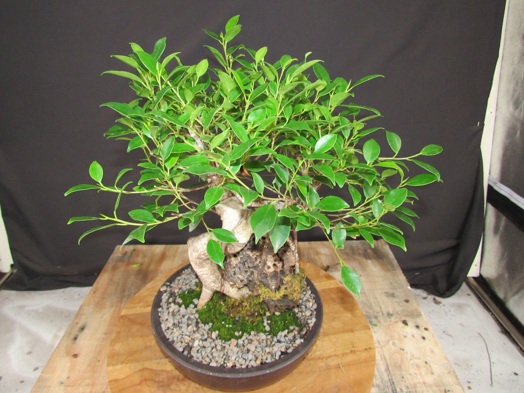 15 Year Ficus Retusa Specimen Root Over Rock Bonsai Tree