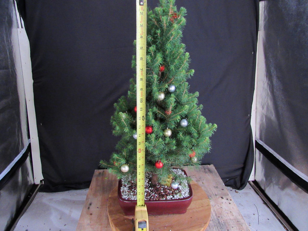 16 Year Old Dwarf Alberta Spruce Specimen Bonsai Christmas Tree - Size