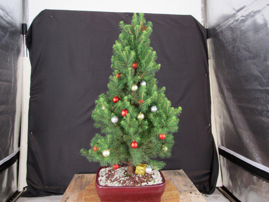 16 Year Old Dwarf Alberta Spruce Specimen Bonsai Christmas Tree - Profile