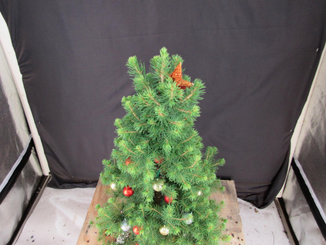 16 Year Old Dwarf Alberta Spruce Specimen Bonsai Christmas Tree - Canopy