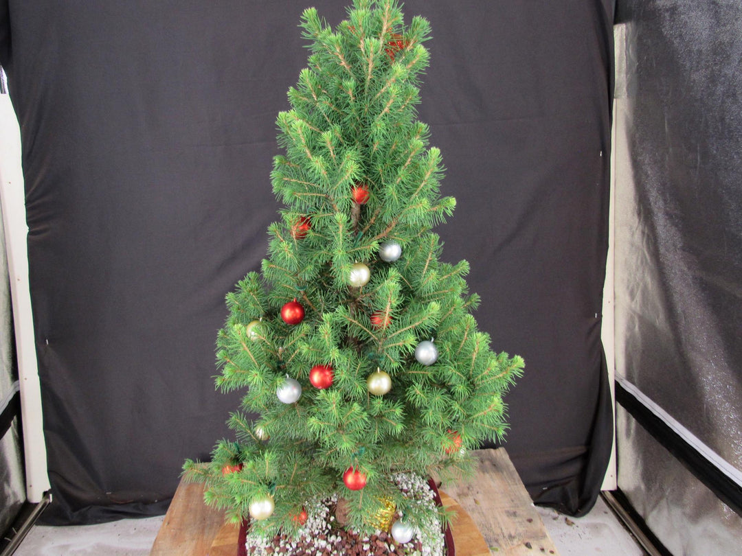 16 Year Old Dwarf Alberta Spruce Specimen Bonsai Christmas Tree