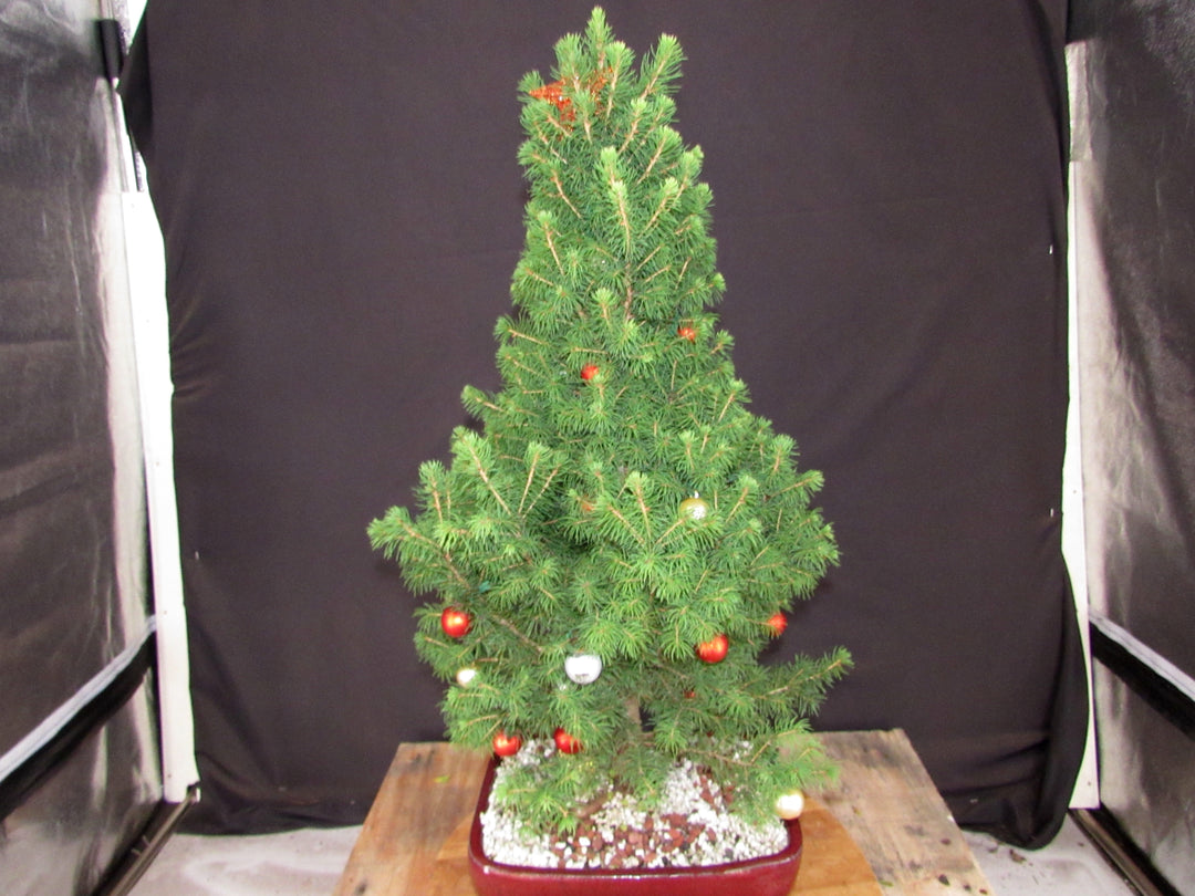 16 Year Old Dwarf Alberta Spruce Specimen Bonsai Christmas Tree - Back