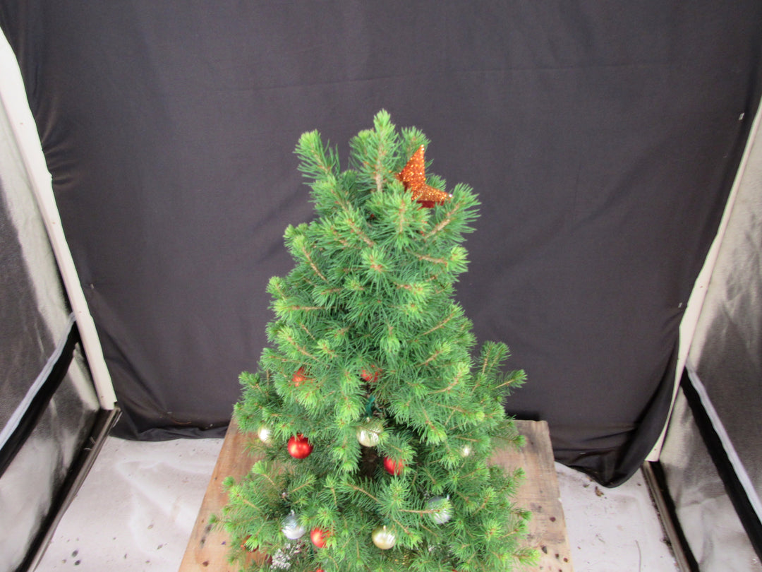 16 Year Old Dwarf Alberta Spruce Specimen Bonsai Christmas Tree - Canopy