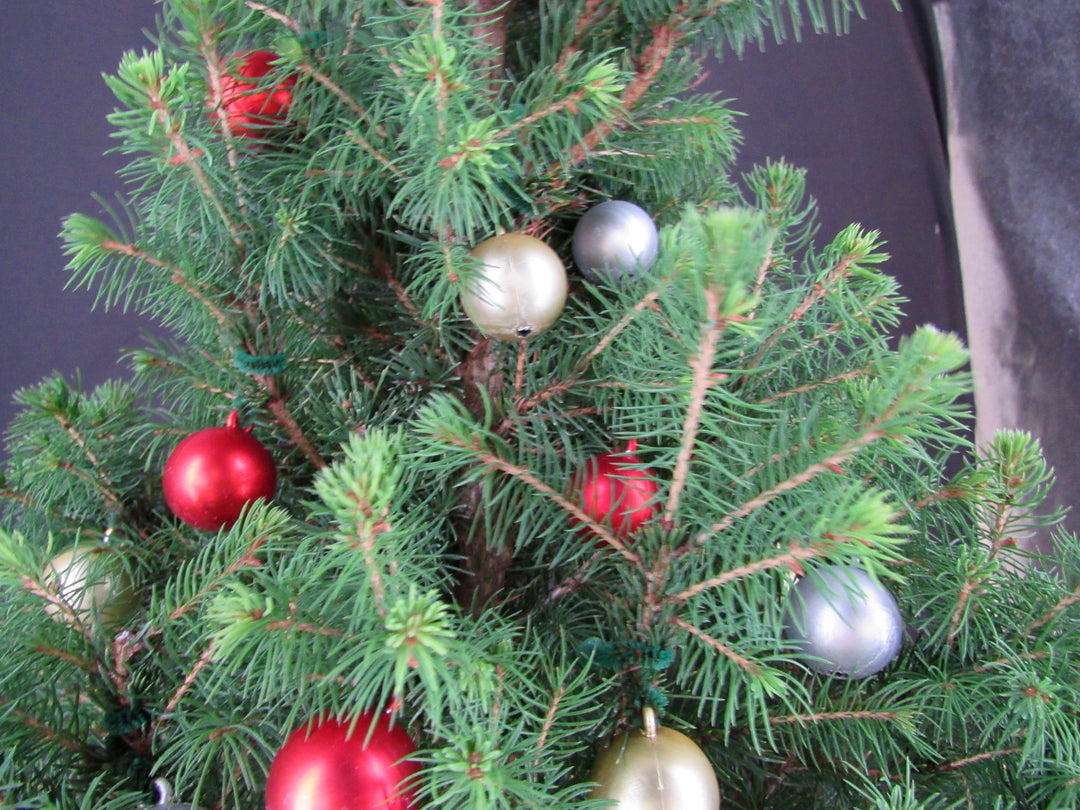 16 Year Old Dwarf Alberta Spruce Specimen Bonsai Christmas Tree - Decorated