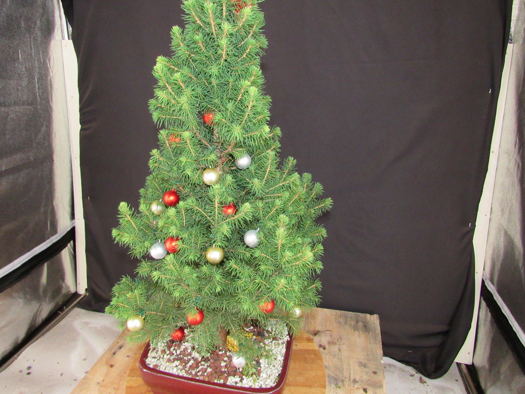 16 Year Old Dwarf Alberta Spruce Specimen Bonsai Christmas Tree - Ornaments