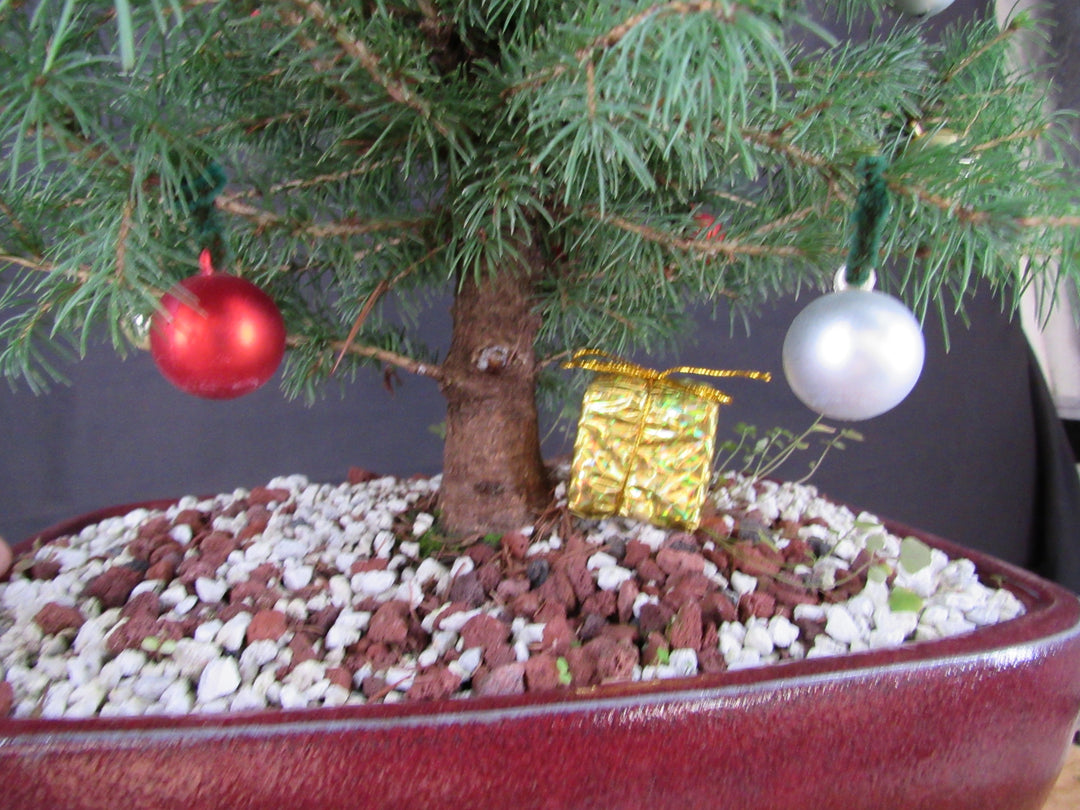 16 Year Old Dwarf Alberta Spruce Specimen Bonsai Christmas Tree - Present