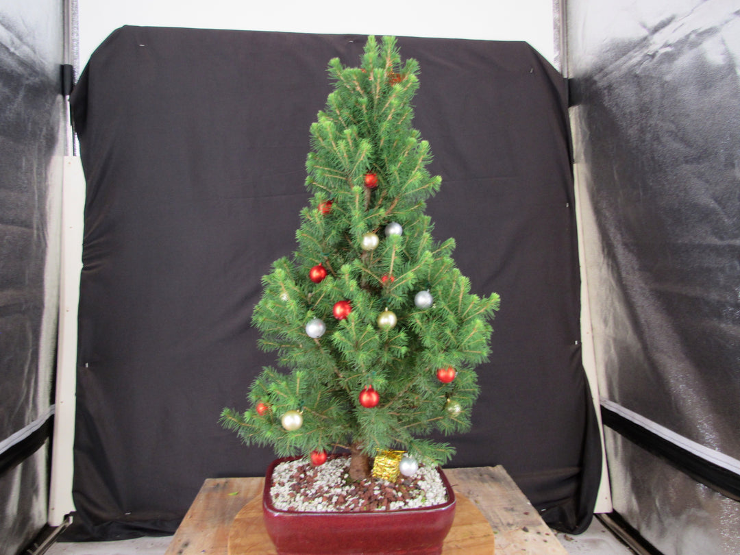 16 Year Old Dwarf Alberta Spruce Specimen Bonsai Christmas Tree - Profile