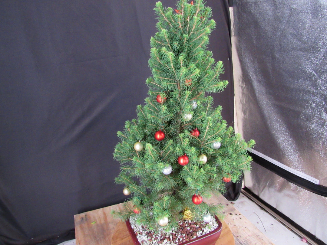 16 Year Old Dwarf Alberta Spruce Specimen Bonsai Christmas Tree - Side